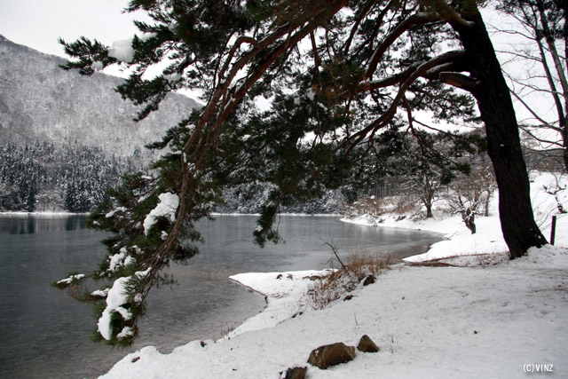 雪景色 冬 長野 飯山 北竜湖